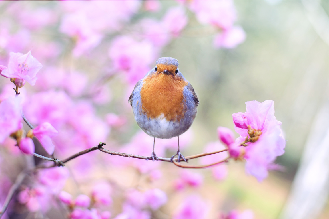 Bird on a Branch
