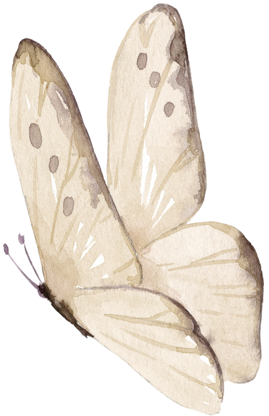 Watercolor Illustration Of The White Butterfly