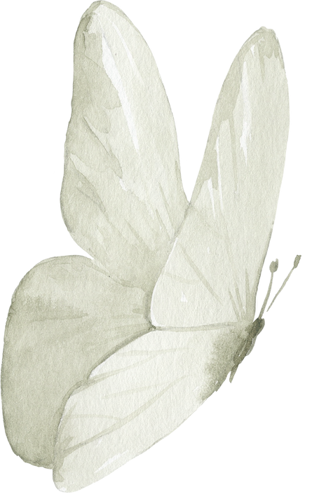 Watercolor Illustration Of The White Butterfly