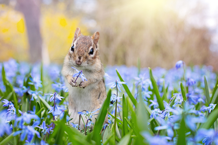Chipmunk in the Garden