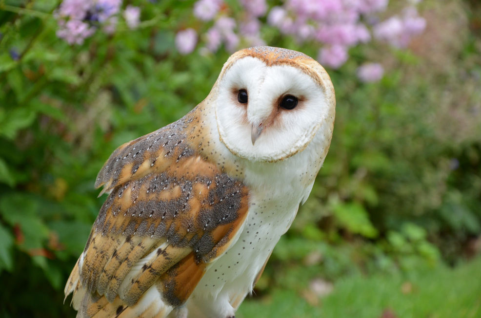 Barn Owl in Nature