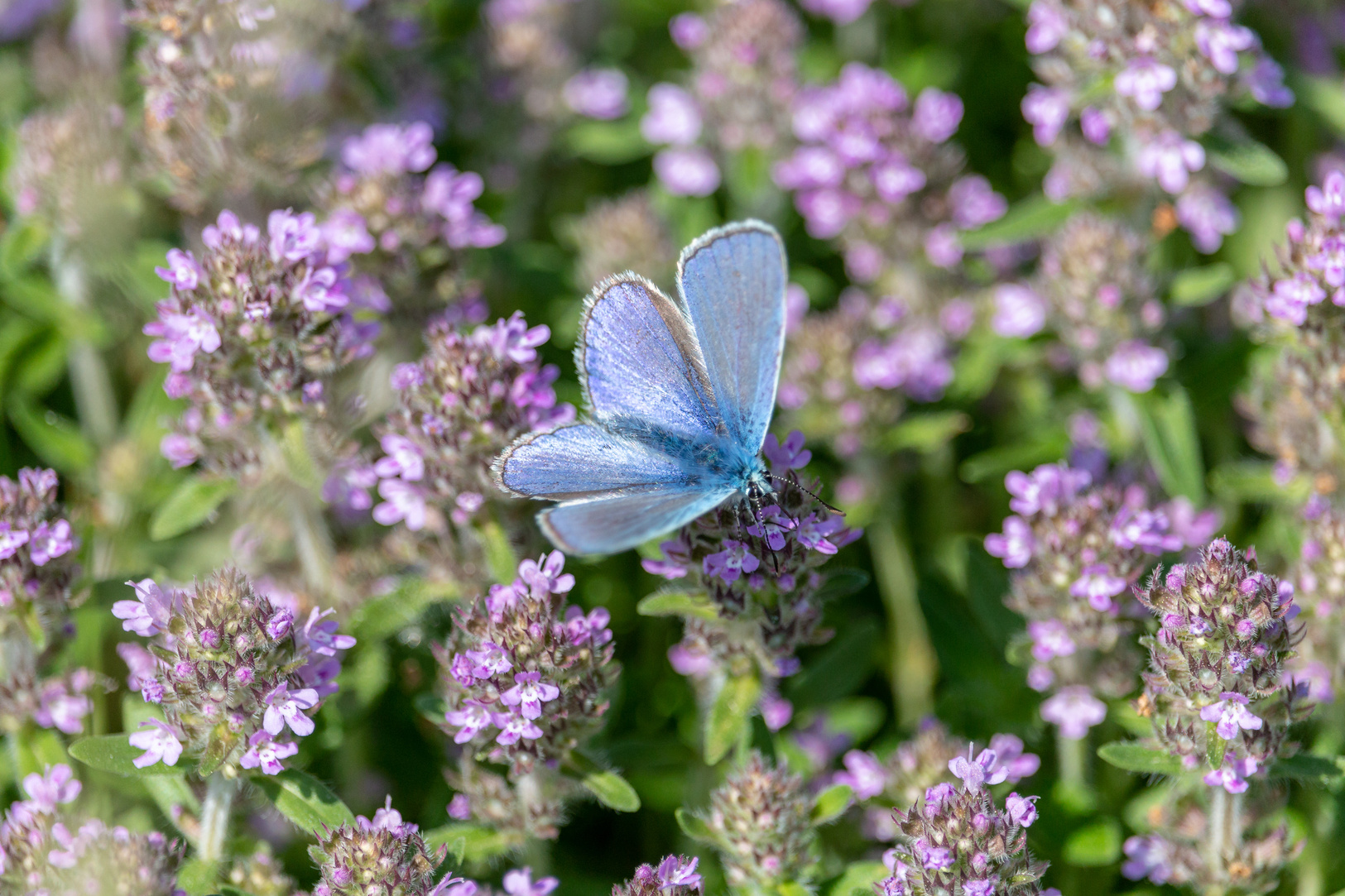 Beautiful blue butterfly on purple thyme flowers