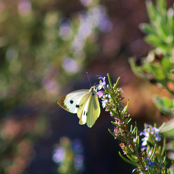 White butterfly on wild rosemary,