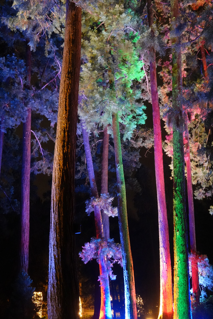 Illuminated colorful forest at night