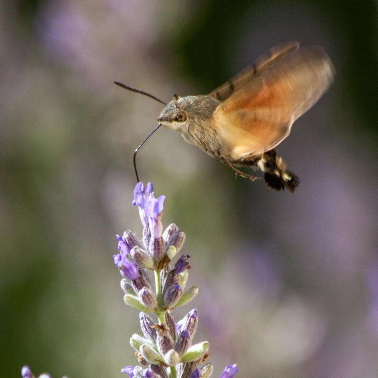 Butterflies in Europe: hummingbird hawk-moth