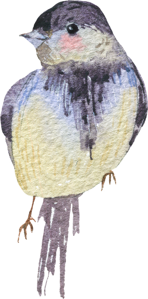 Watercolor Cute Tit Bird